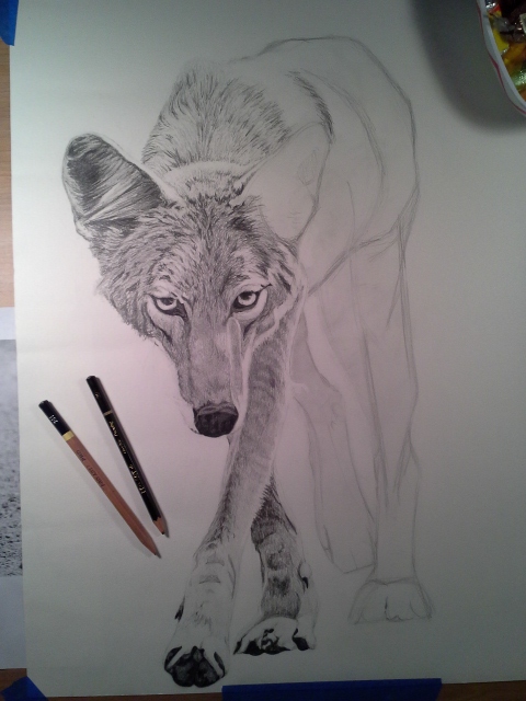 Coyote Process5